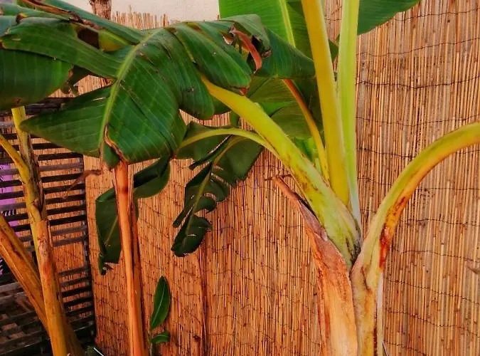 Captain's Log House Auberge de jeunesse Baleal